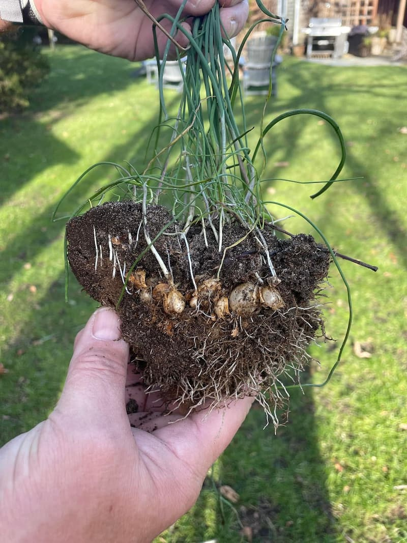 An exposed soil plug showing wild garlic roots and clustered hard-shelled offset bulblets.