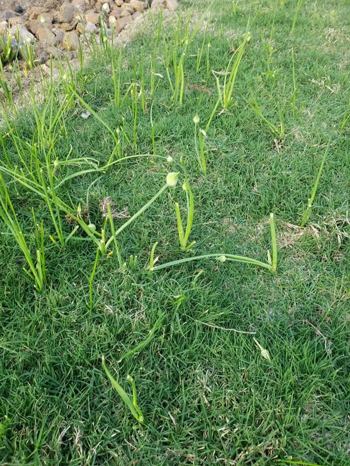 Flat green leaves and tall flower stalks of wild onion rising above a manicured green lawn near a stone border.