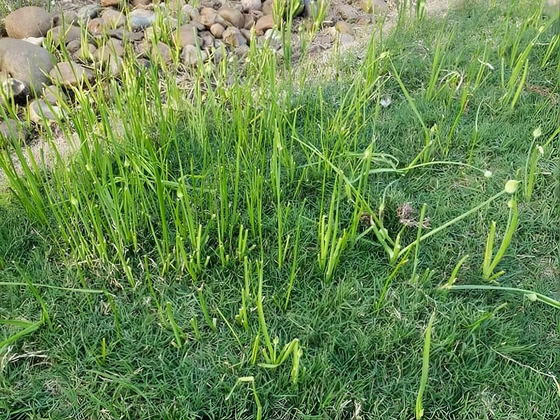 A dense infestation of wild onion with flat green leaves and tall flower stalks spreading across green turfgrass near a stone landscape border.