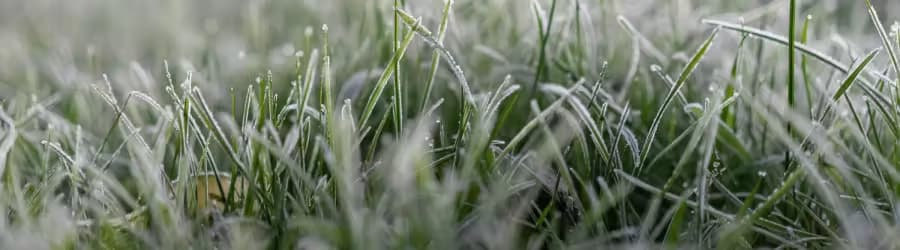 winter-lawn Lawn in winter