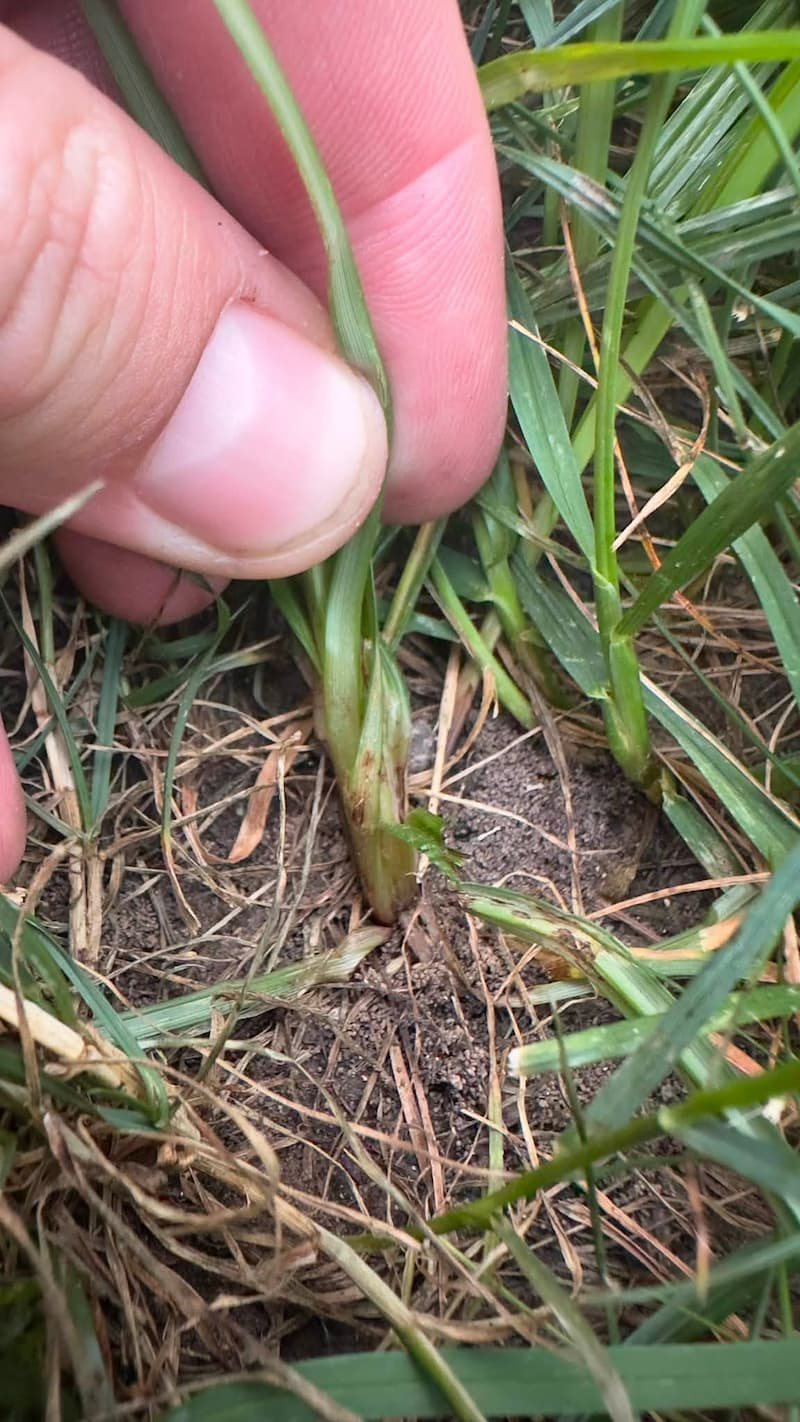Macro view of a fingers pulling back turfgrass to show the base of a yellow nutsedge crown emerging at the soil surface.