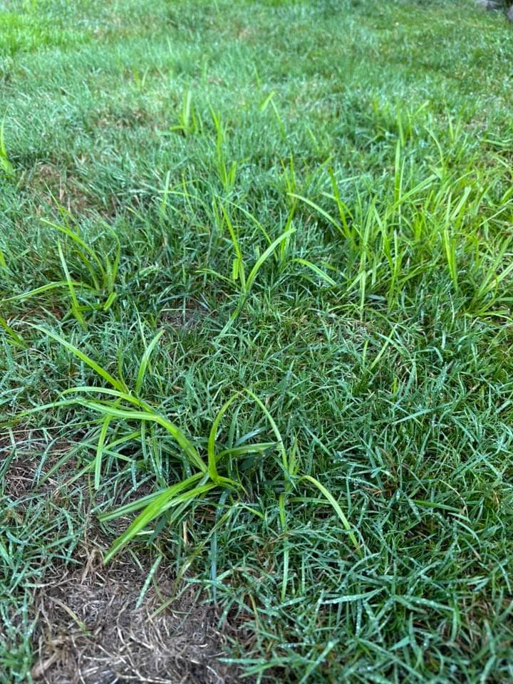 Top-down view of multiple pale yellow-green nutsedge plants scattered throughout a mowed green lawn.