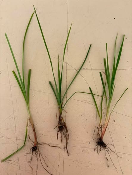 Three uprooted yellow nutsedge plants displayed side-by-side showing pale basal bulbs, fibrous roots, and long pointed leaf tips.