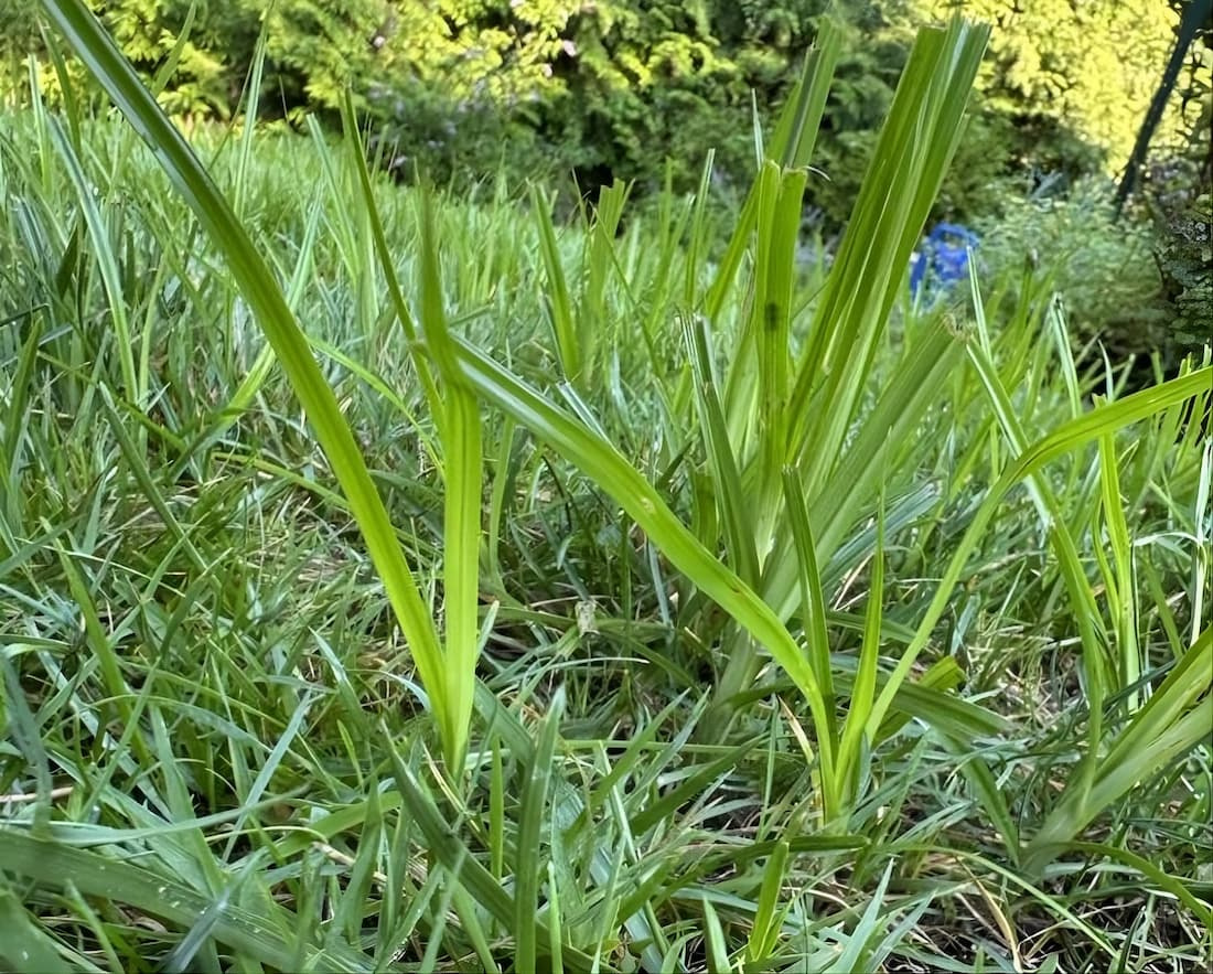 Bright yellow-green yellow nutsedge shoots growing tall above a mowed green lawn canopy.