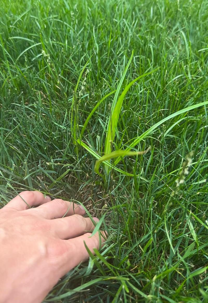 A single bright yellow-green nutsedge shoot emerging vertically above green mowed turfgrass.