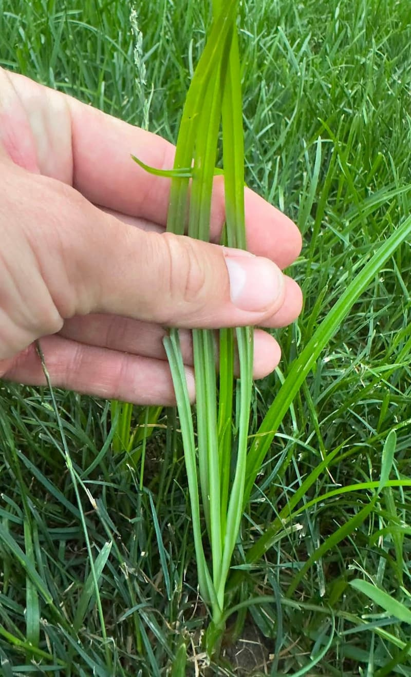 Close-up of a hand holding yellow nutsedge stems, showing the distinct three-ranked leaf habit and triangular stem structure.