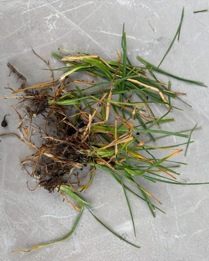 A pulled pile of yellow nutsedge plants showing thin root runners and an attached dark underground tuber.