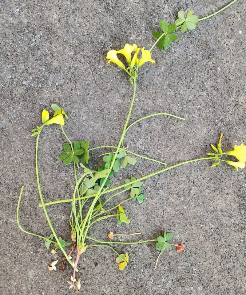 Entire uprooted yellow wood sorrel plant laid flat on concrete showing stems, leaves, and yellow flowers