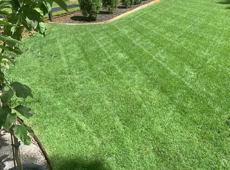 Zenith zoysiagrass lawn maintained at a 3.5-inch cutting height.