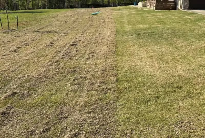 Side-by-side view of a zeon zoysiagrass lawn before and after mechanical dethatching.