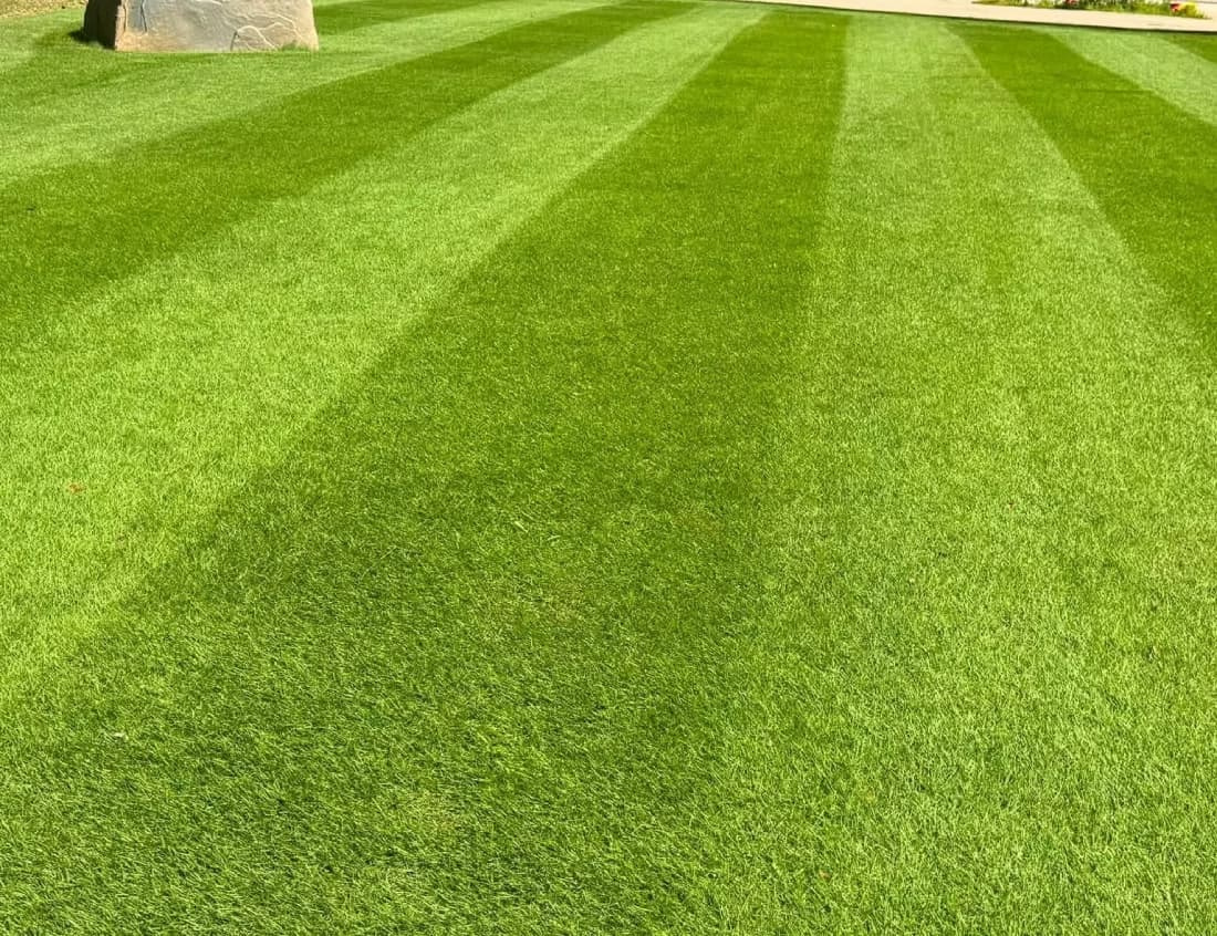 Wide view of a fine-textured Zeon zoysiagrass lawn showing dense turf coverage and professional striping.