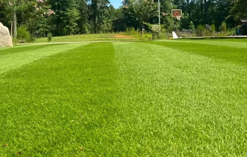 Reel-mowed Zeon zoysiagrass lawn showing fine leaf texture and crisp stripe definition.