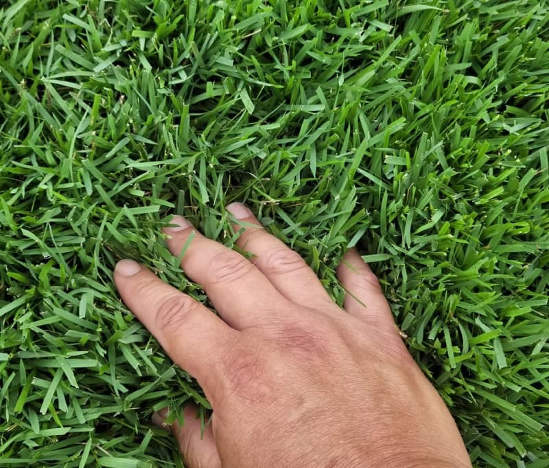 Hand pressing into a dense carpet of zoysiagrass turf blades.