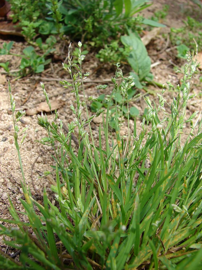 Light green, bunching clump of annual bluegrass growing in bare soil, with multiple seed stalks