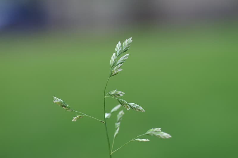 Close-up of annual bluegrass's open, branching seedhead against a blurred green lawn background