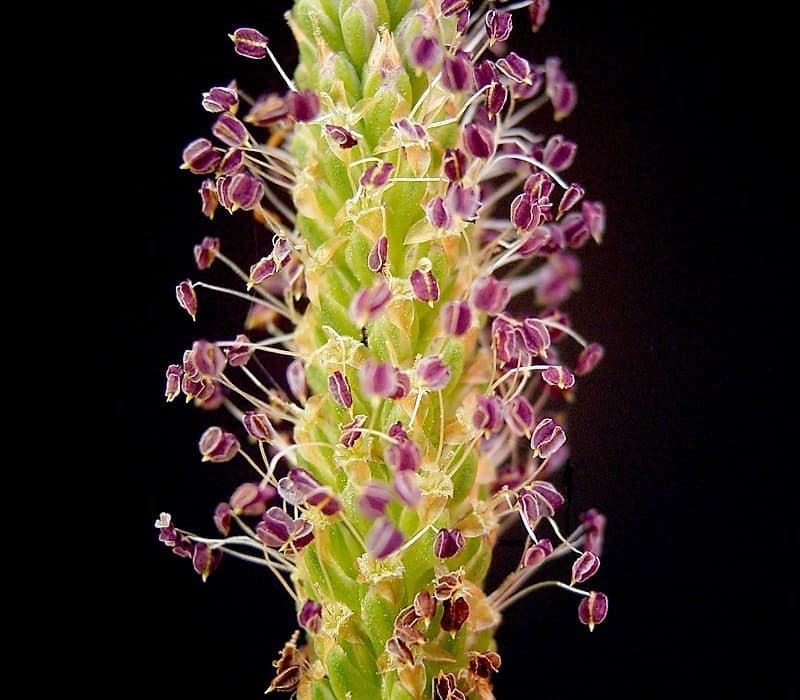 Close-up of a broadleaf plantain flower spike covered in tiny purple anthers on thread-like filaments