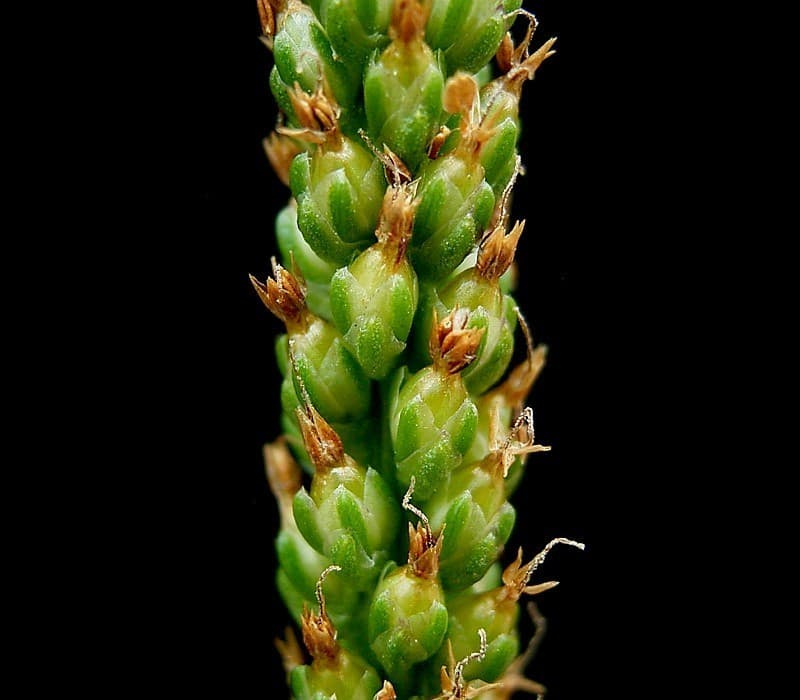 Mature broadleaf plantain seed spike with tightly packed brown seed capsules