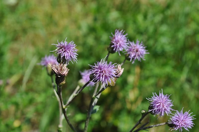 Cluster of small purple-lavender Canada thistle flowers on branching stems above green foliage