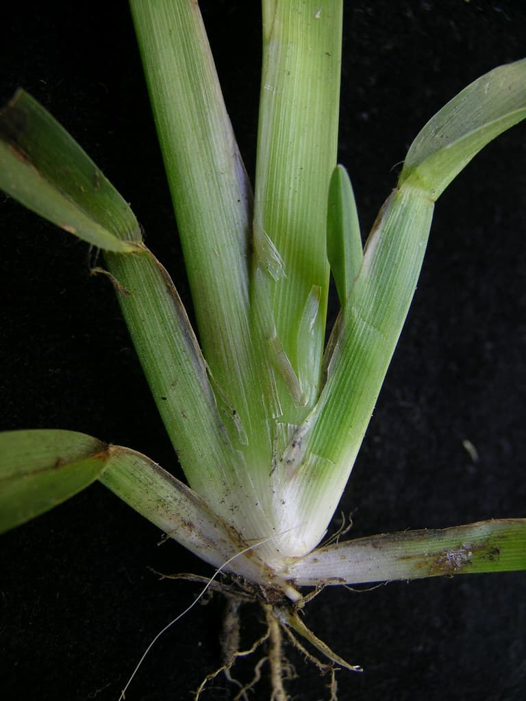 Base of a carpetgrass plant with flat leaf sheaths fanning out from the crown and fine roots below, on a black background