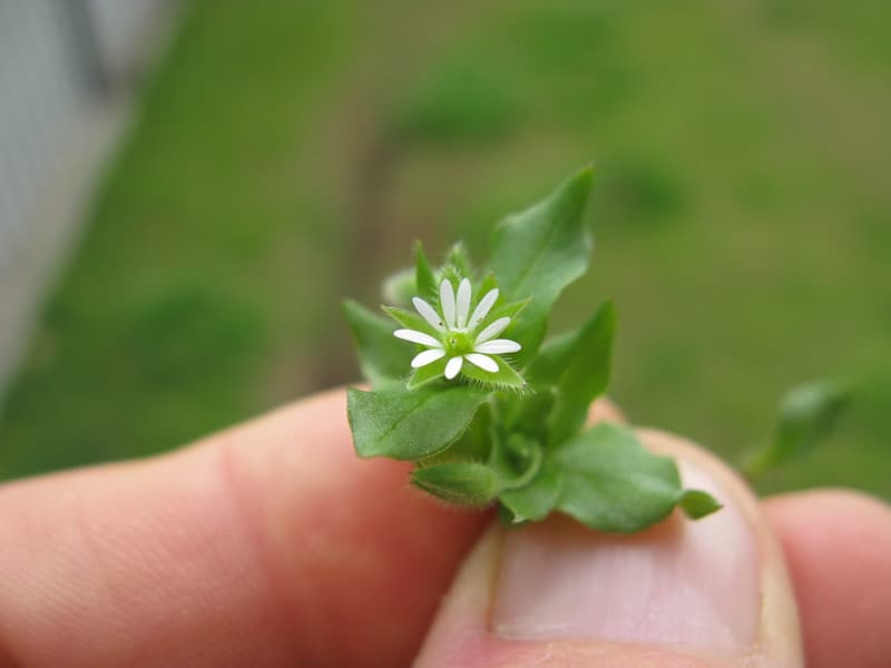 Close-up of common chickweed's small white star-shaped flower held between two fingers, showing five deeply notched petals