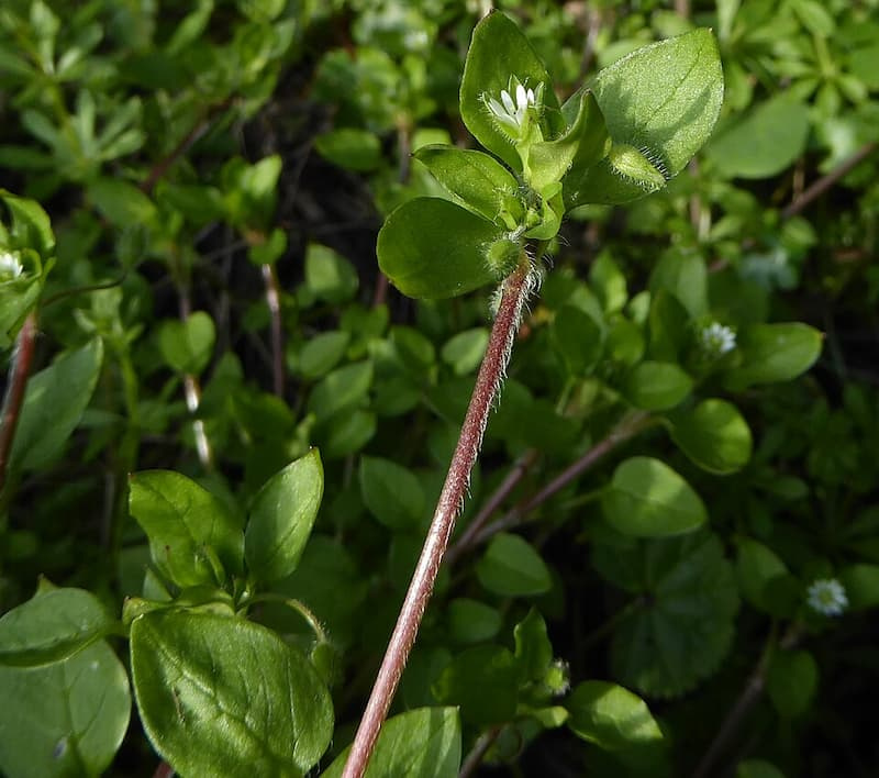 Reddish chickweed stem showing a single vertical line of fine white hairs running along one side