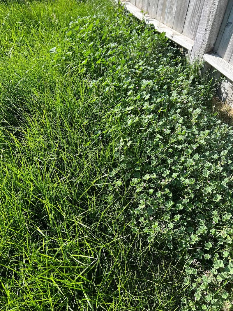 Thick mat of common mallow weeds invading a lawn edge along a wooden fence line.