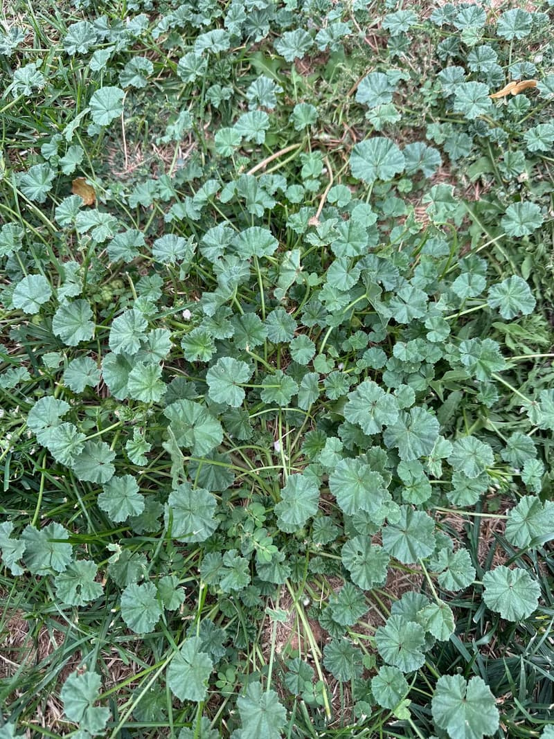Top view of a dense common mallow patch in turf showing crinkled, shallowly lobed leaves with radiating palmate veins.