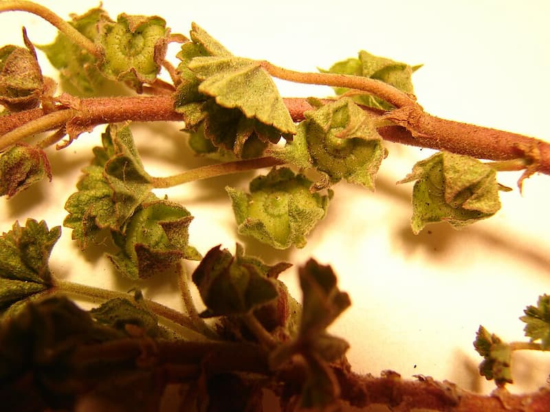 Cluster of common mallow's ring-shaped seed pods, each divided into wedge-like segments resembling a tiny wheel of cheese
