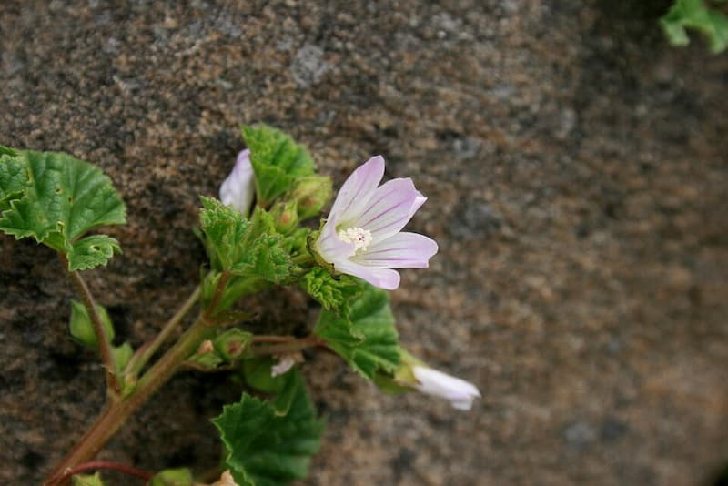 Small pale lilac common mallow flower with notched petals surrounded by scalloped leaves