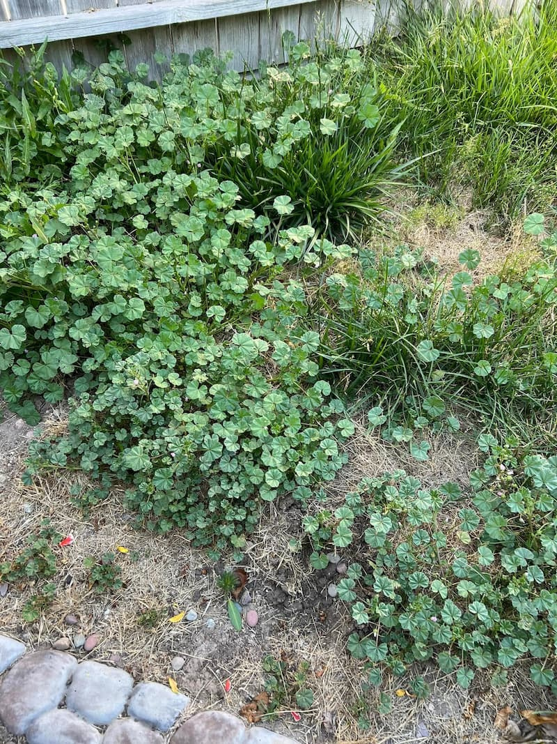 Large mature common mallow infestation spreading along a fence line and dry soil bed with low-growing prostrate stems.