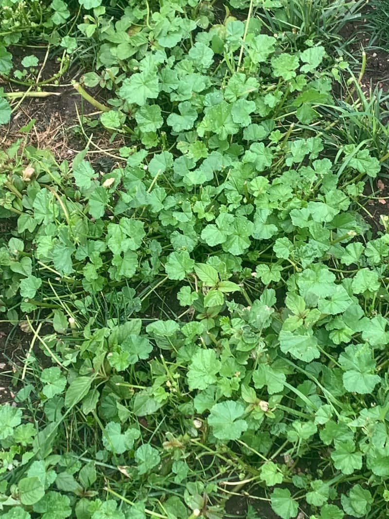 Dense common mallow weed growth spreading across a turfgrass lawn with tough branching stems and long petioles.