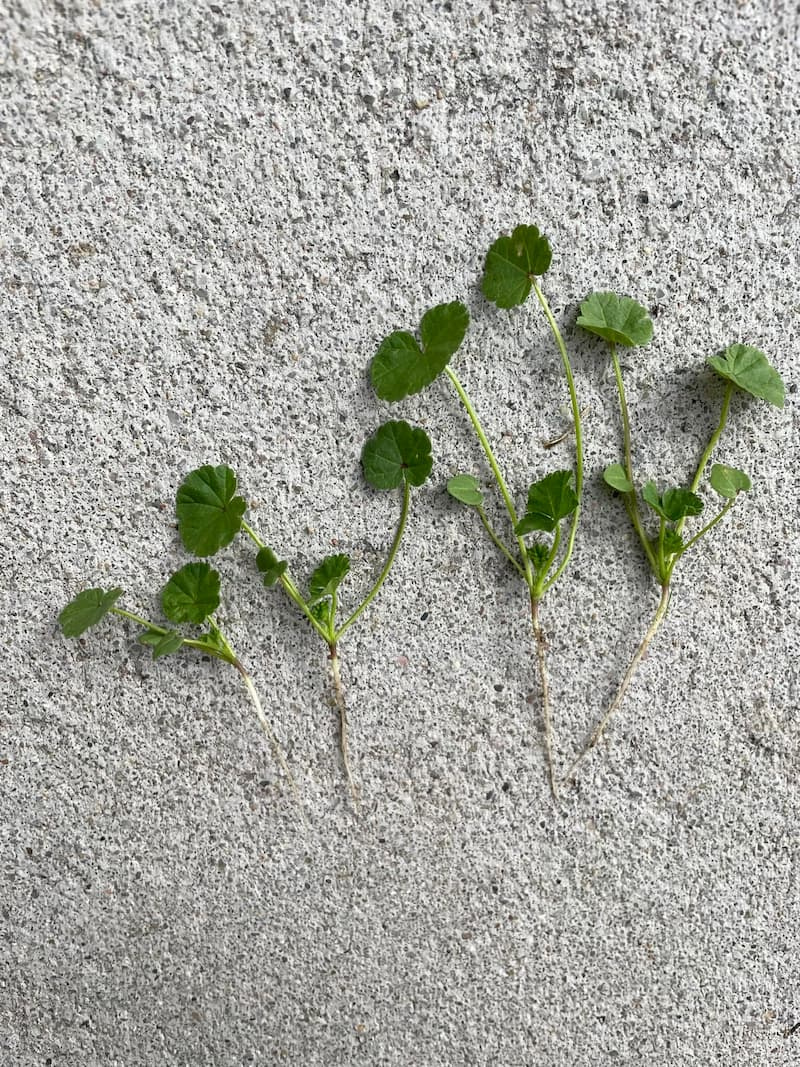 Four young common mallow seedlings pulled from soil showing early orbicular leaf development, slender taproots, and long petioles on concrete.