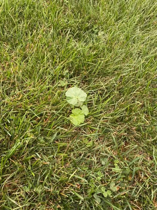 Isolated young common mallow rosette growing within lawn grass showing crinkled round leaves with palmate venation.
