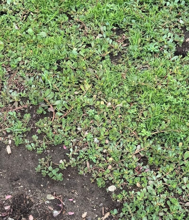 Large, continuous carpet of common purslane covering soil and encroaching on turfgrass edges.
