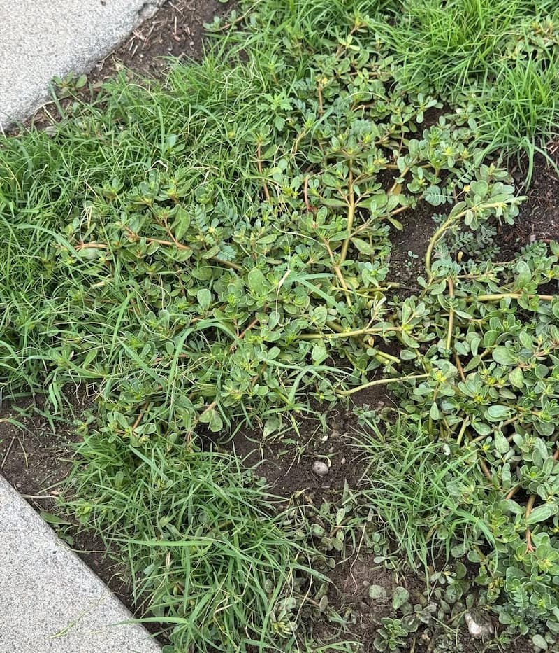 Mature common purslane mat growing along a concrete curb line with small yellow flower buds in the leaf axils.
