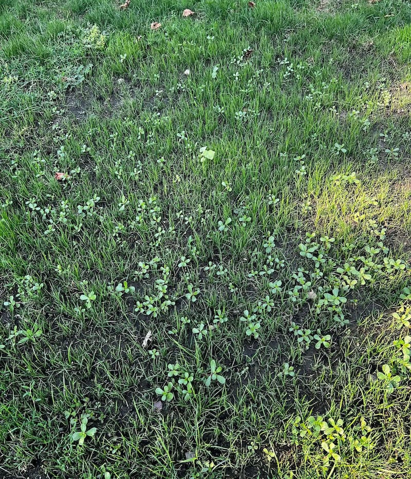 Wide view of thin lawn grass infested with numerous young common purslane rosettes popping up through the turf.