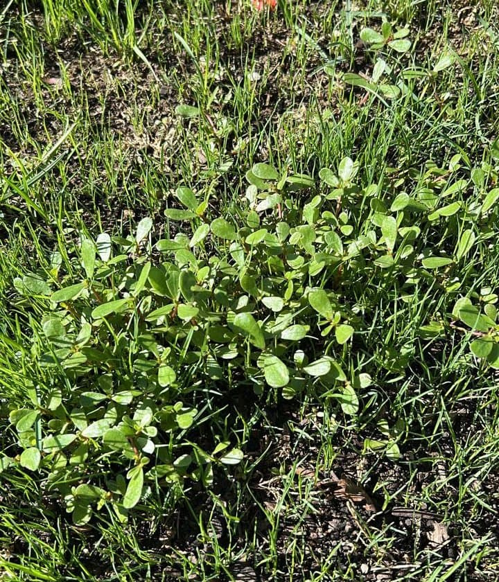 Dense mat of common purslane weeds spreading through green lawn grass.