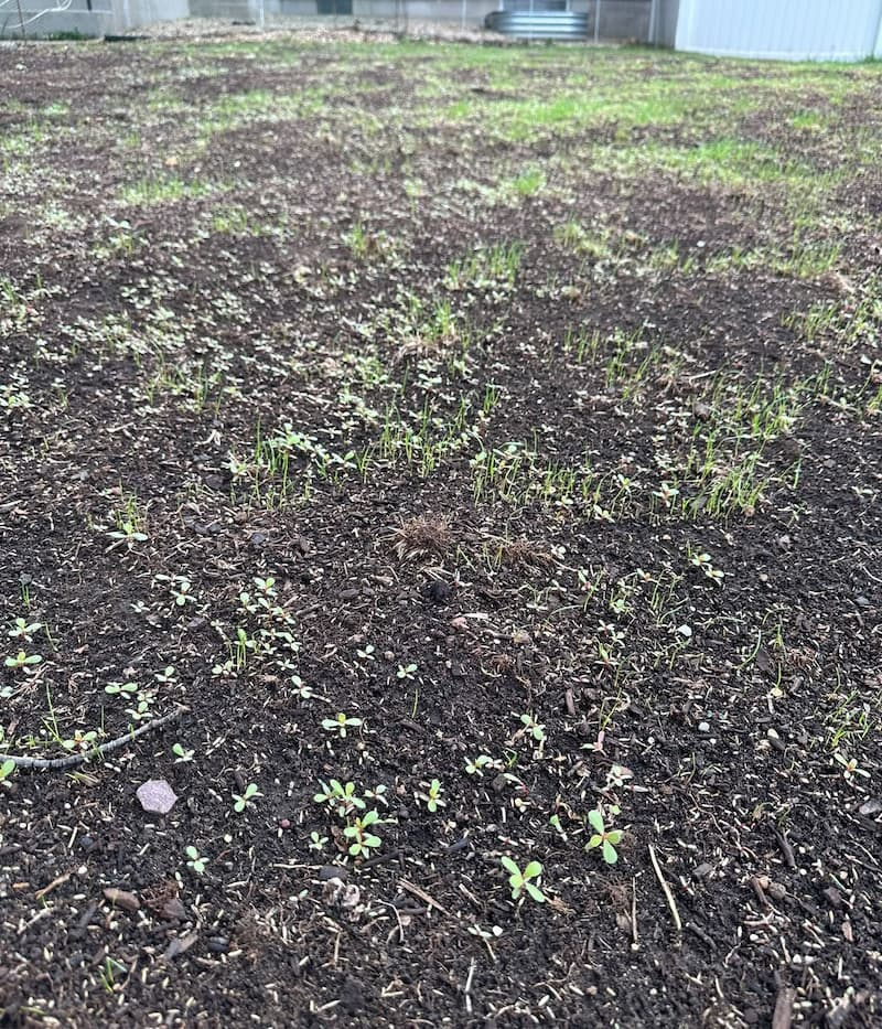 Bare soil plot with heavy germination of tiny common purslane seedlings alongside emerging grass shoots.