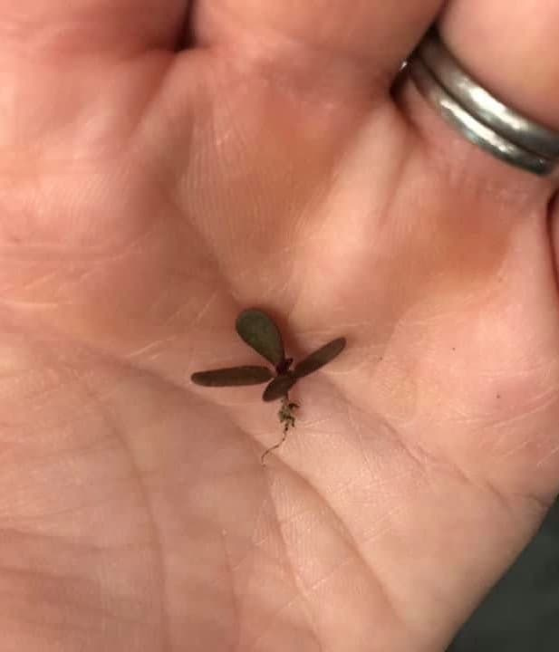 Tiny common purslane seedling held in hand showing two thick dark cotyledons and a small taproot.