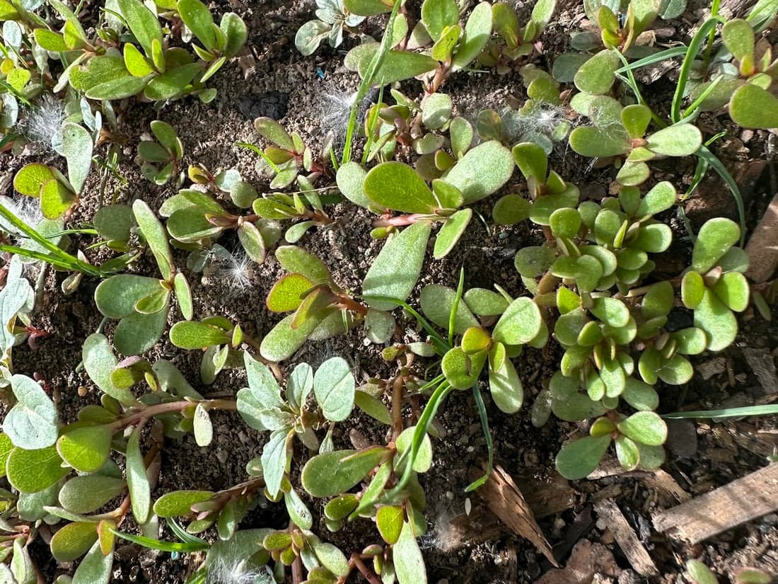 Close-up top view of common purslane showing thick succulent paddle-shaped leaves and smooth reddish stems on soil.
