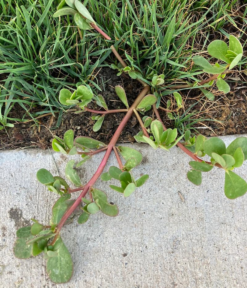 Common purslane plant sprawling across a concrete border showing its thick pinkish-red rubbery stems and spatulate leaf arrangement.