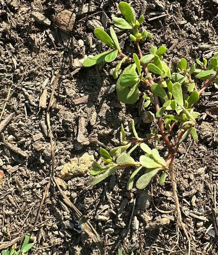 Young common purslane plant branching across bare soil with thick green succulent foliage.