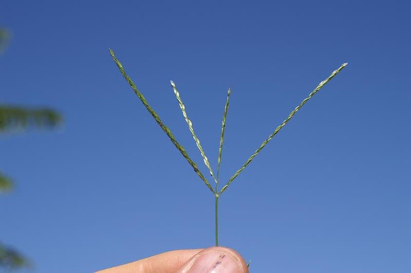 Hand holding a crabgrass seedhead against a blue sky, showing several finger-like spikes radiating from a single point