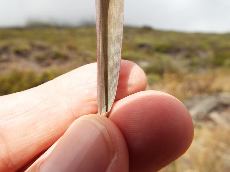 Narrow, flat creeping bentgrass leaf blade held between fingers against a hillside