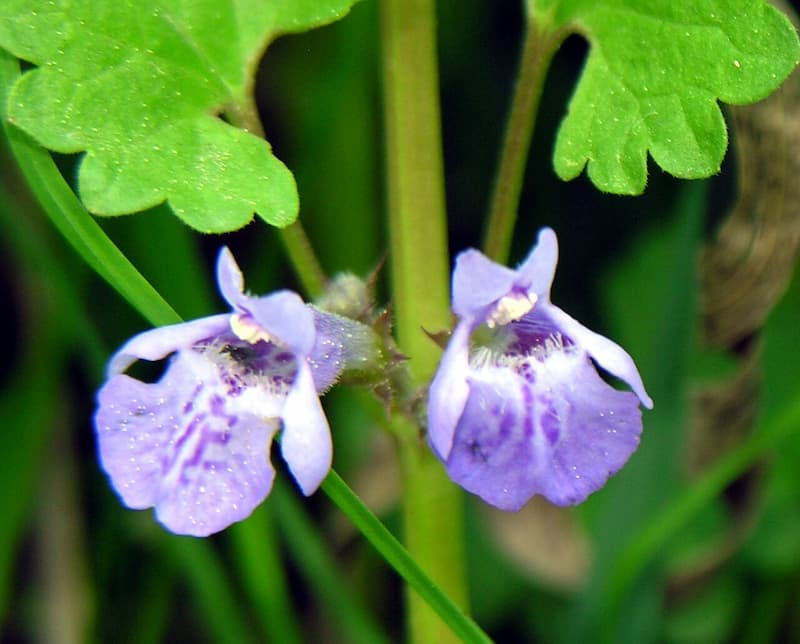 Two lavender-purple, funnel-shaped creeping charlie flowers with darker purple spotting on the lower petal