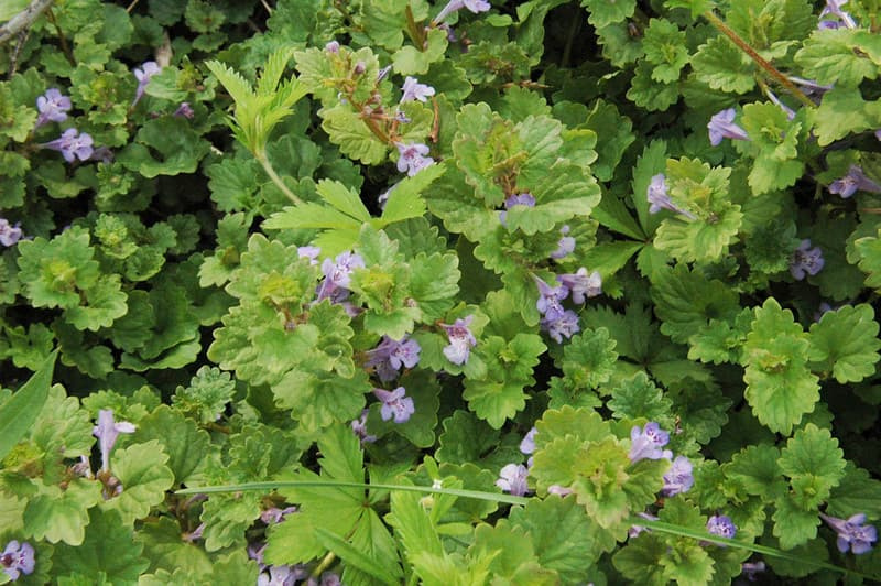 Dense mat of scalloped creeping charlie leaves spreading across the ground with scattered small purple flowers