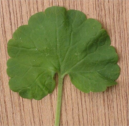 Single round, kidney-shaped creeping charlie leaf with scalloped edges photographed on a wood surface