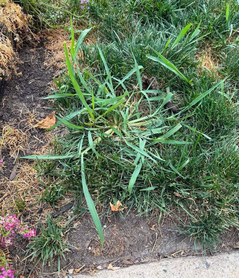Large goosegrass weed sprawling across bare soil along a concrete sidewalk edge and garden bed.