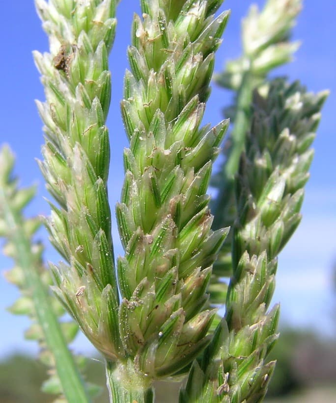 Close-up of goosegrass seedhead spikes showing a double zigzag row of spikelets against a blue sky