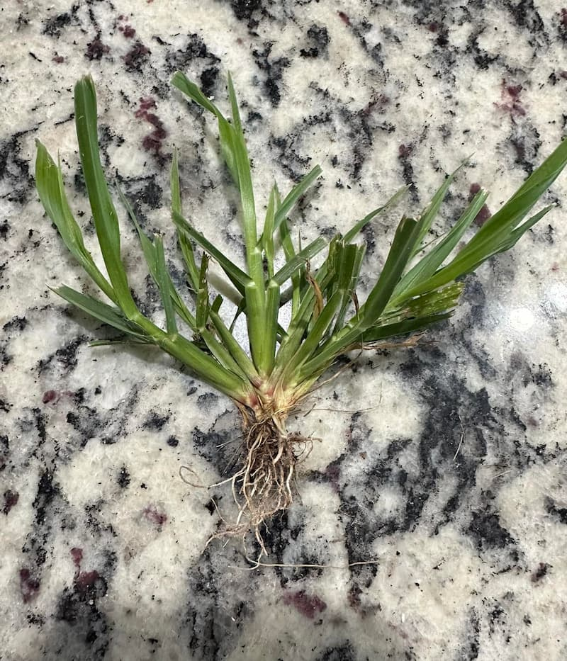 Uprooted goosegrass plant laid on a flat surface highlighting folded leaf sheaths and a white-to-pinkish base.
